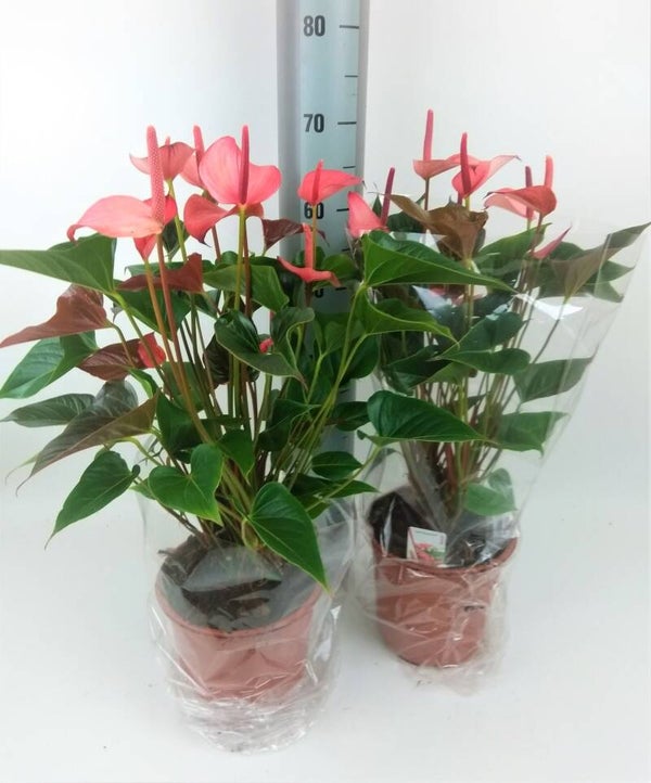 Anthurium Amalia ø21