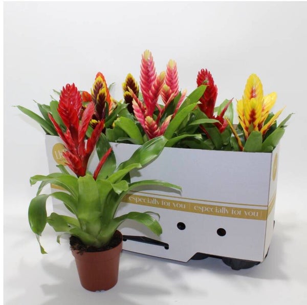 Vriesea mix ø12.  Box x10
