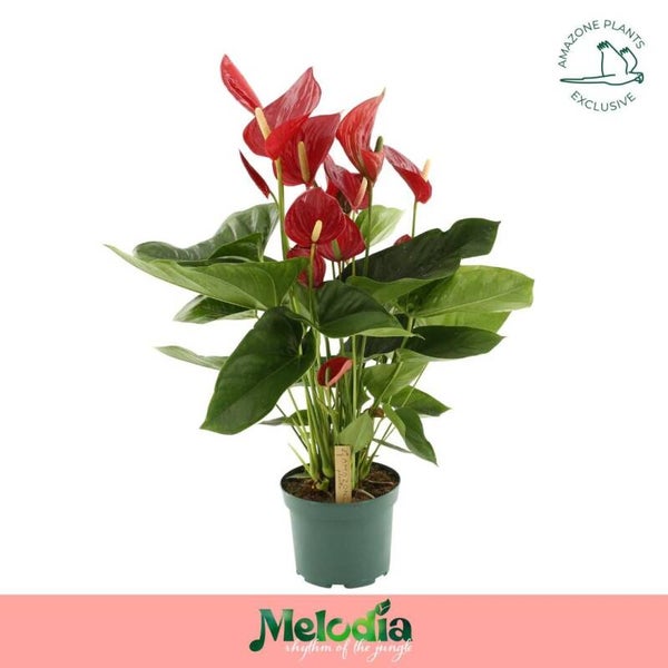Anthurium Melodia ø17.