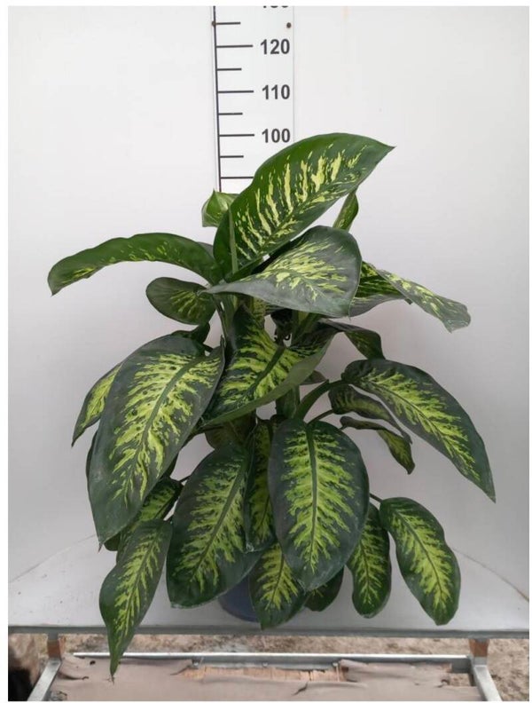 Dieffenb Tropic ø27