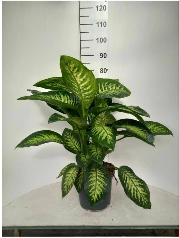 Dieffenb Tropic ø24
