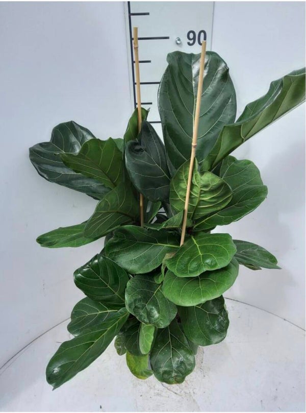 Ficus Lyrata 3pp ø21