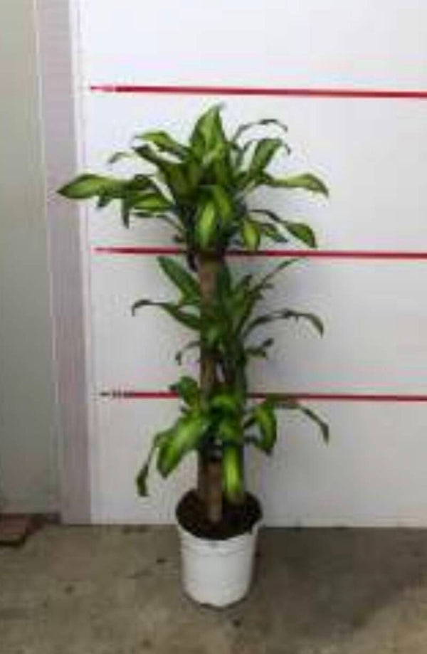 Dracaena Massangeana 90/60/30 ø27