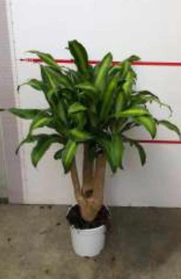 Dracaena Massangeana ramificata ø24