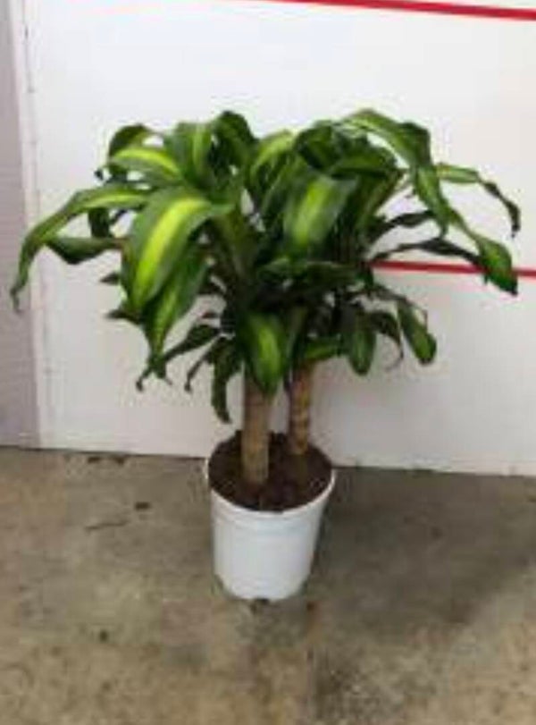 Dracaena Massangeana toef ø24
