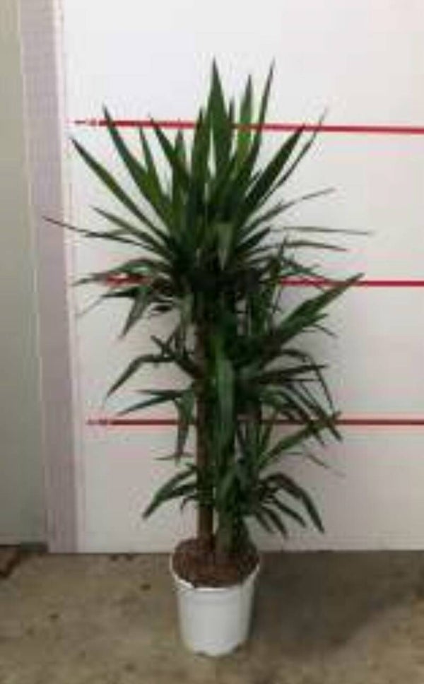Yucca 90/60/30 ø27