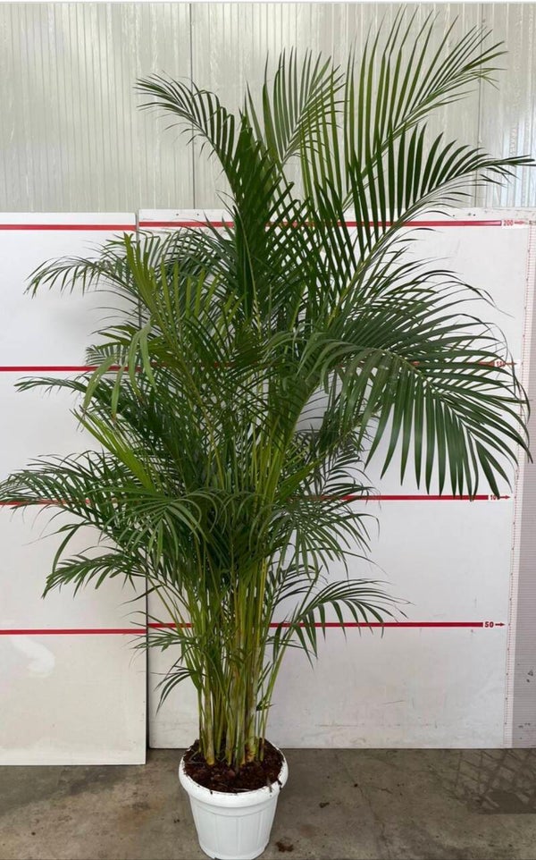Areca Palm ø35 h200