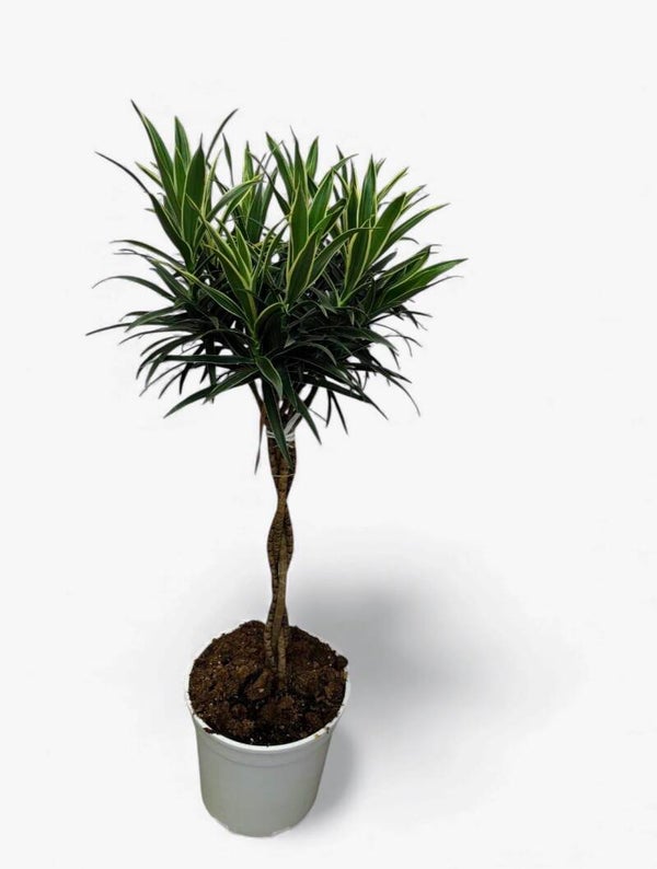 Dracaena Pleomele Valentina ø24