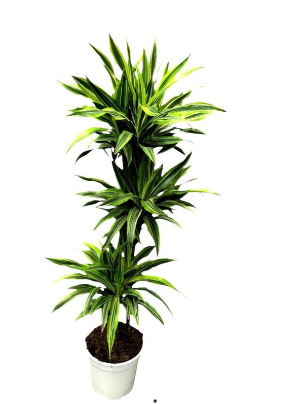 Dracaena Lemon 90/60/30 ø27