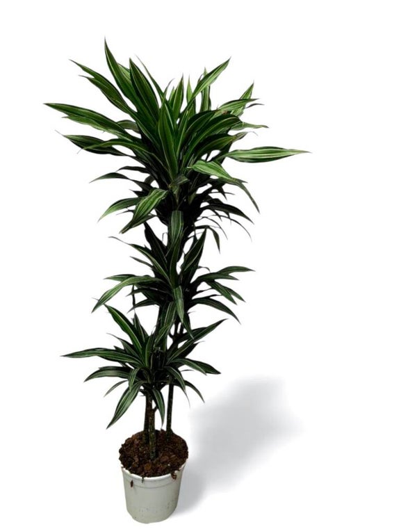 Dracaena Ulisse 90/60/30 ø27