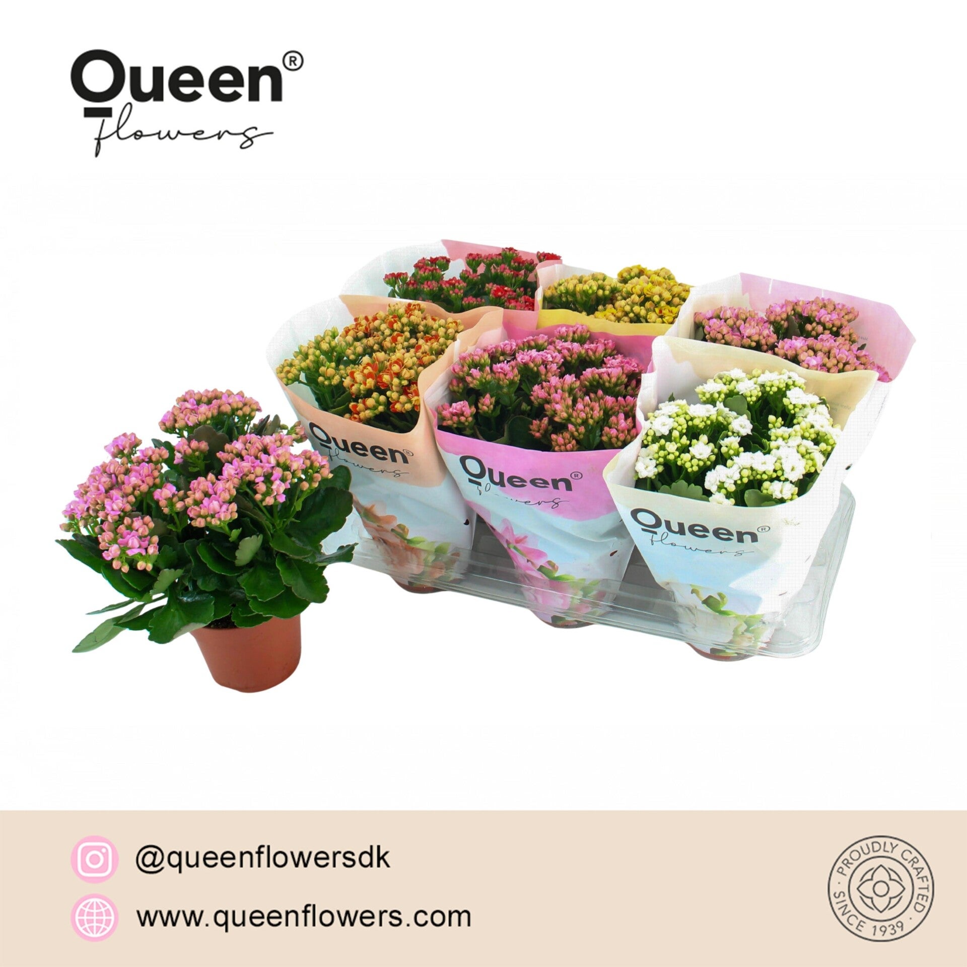 Calandiva Queen mix ø15