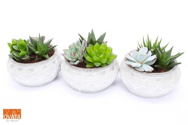 Succulenten Marrakech ø17.  Box x3