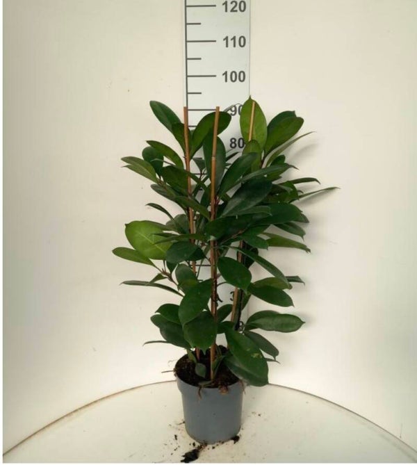 Ficus Ciathystipula ø21