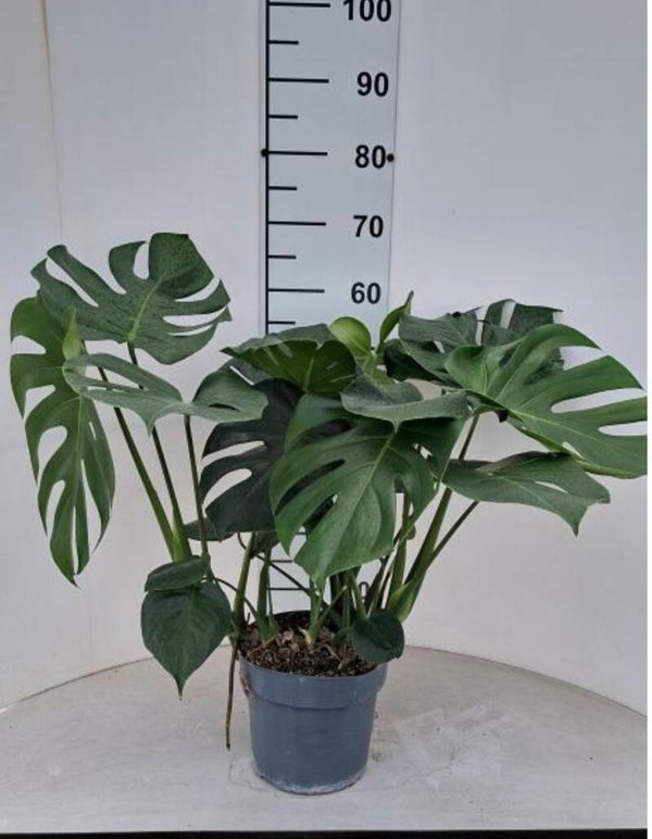 Monstera Delicius ø21