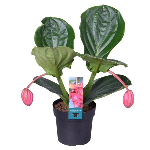 Medinilla Flamenco 2 knope ø17