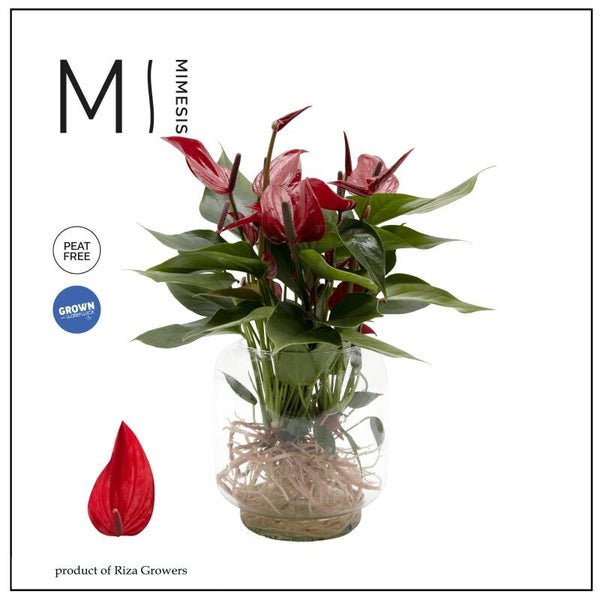 Anthurium Banderola Lava water.  Box x3