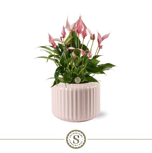 Anthurium Lillì ø13.  Box x3