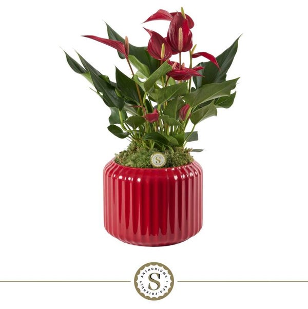 Anthurium Banderola ø13.  Box x3