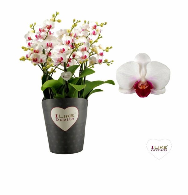 Phalaenopsis HAVEN ø17