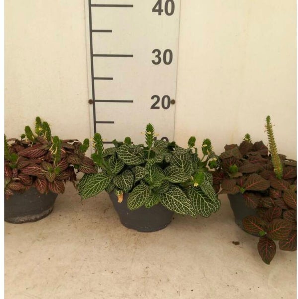 Fittonia mix ct17.  Box x6