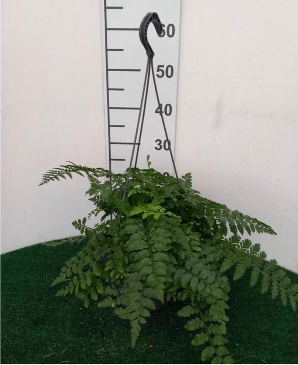 Asplenium Parvati bk20