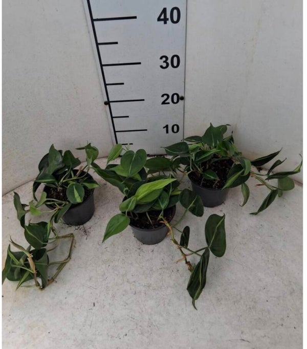 Philodendron Brasil ø12.  Box x12