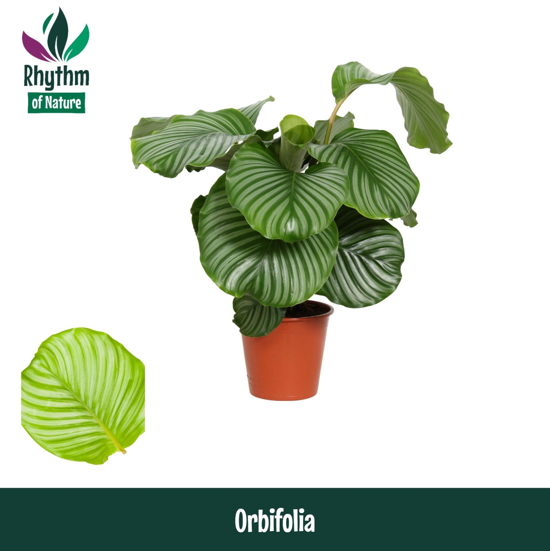 Calathea orbifolia v19