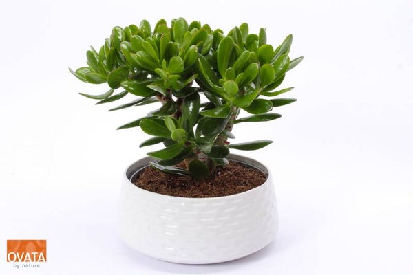 Crassula Tree ø23