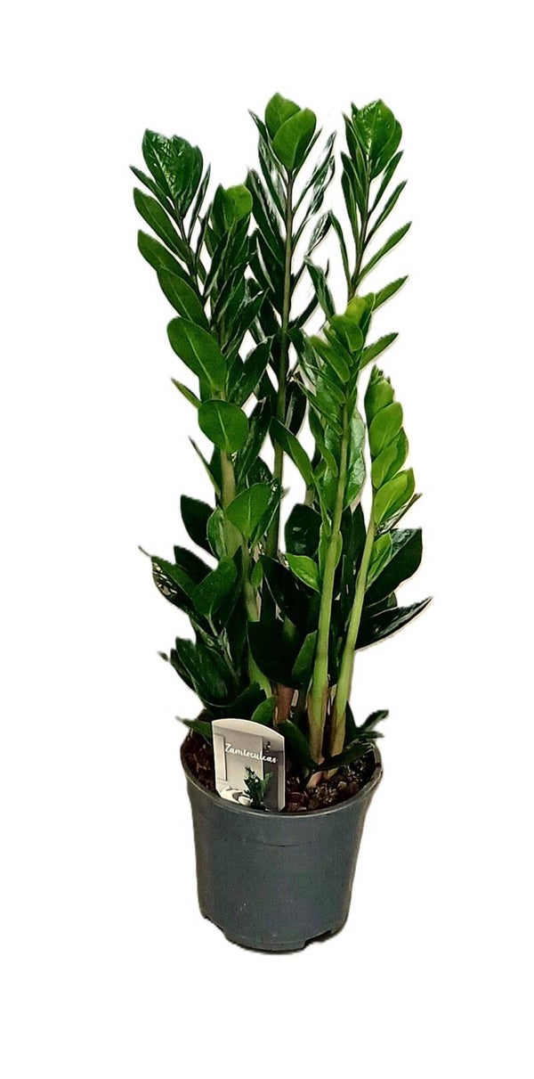 Zamiolculcas Lucky ø19