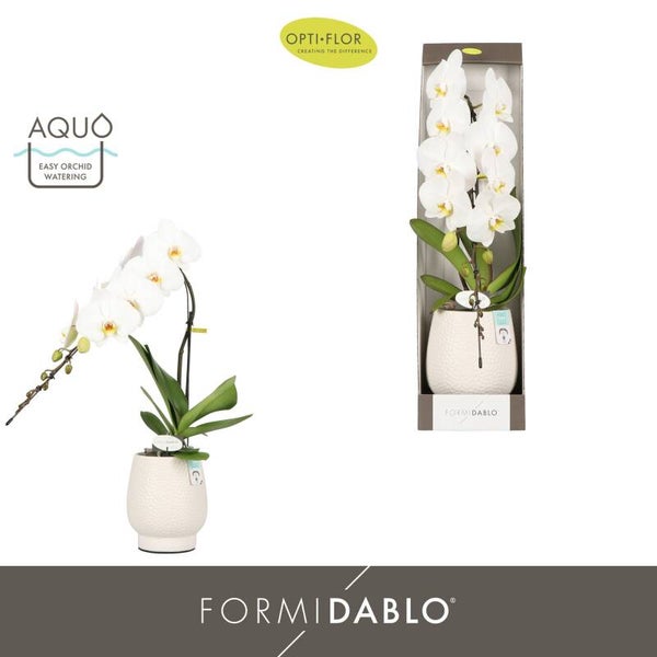 Phalaenopsis FORMIDABLO Niagara