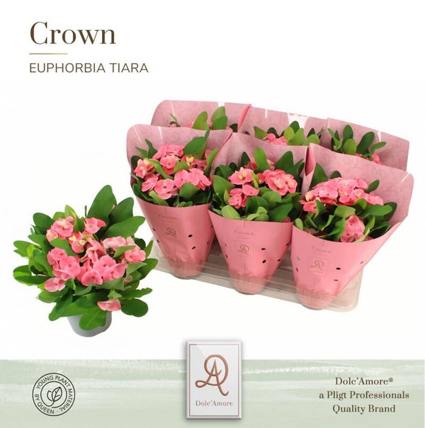 Euphorbia Charlotte ø15.  Box x6