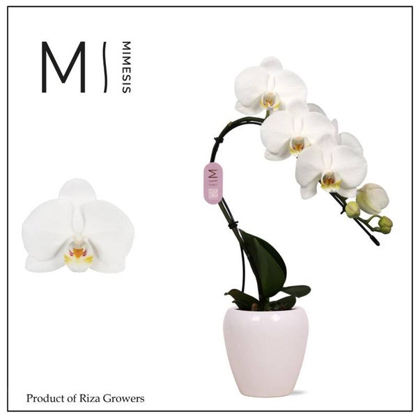 Phalaenopsis Swan White ø7.  Box x6