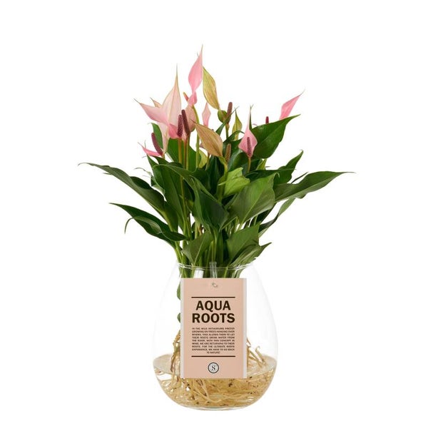 Anthurium Lillì water.  Box x3