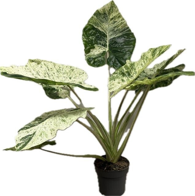 Alocasia Splash ø24 h90