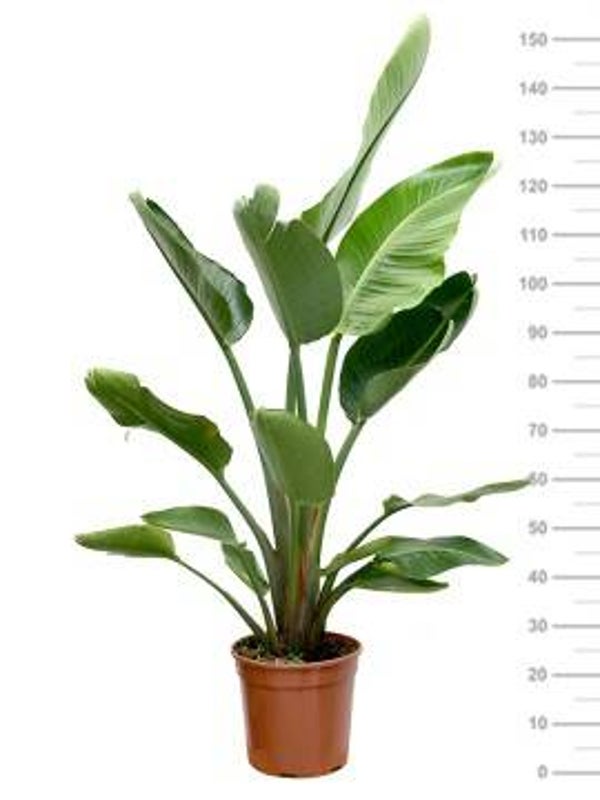 Strelitzia Nicolai ø24 h140