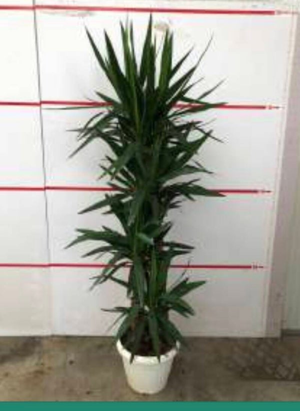 Yucca 120 ø35