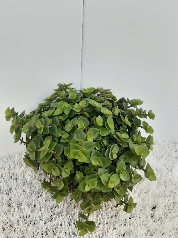 Callisa Repens ø12.  Box x6