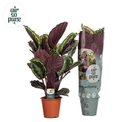 Calathea Medallion ø19