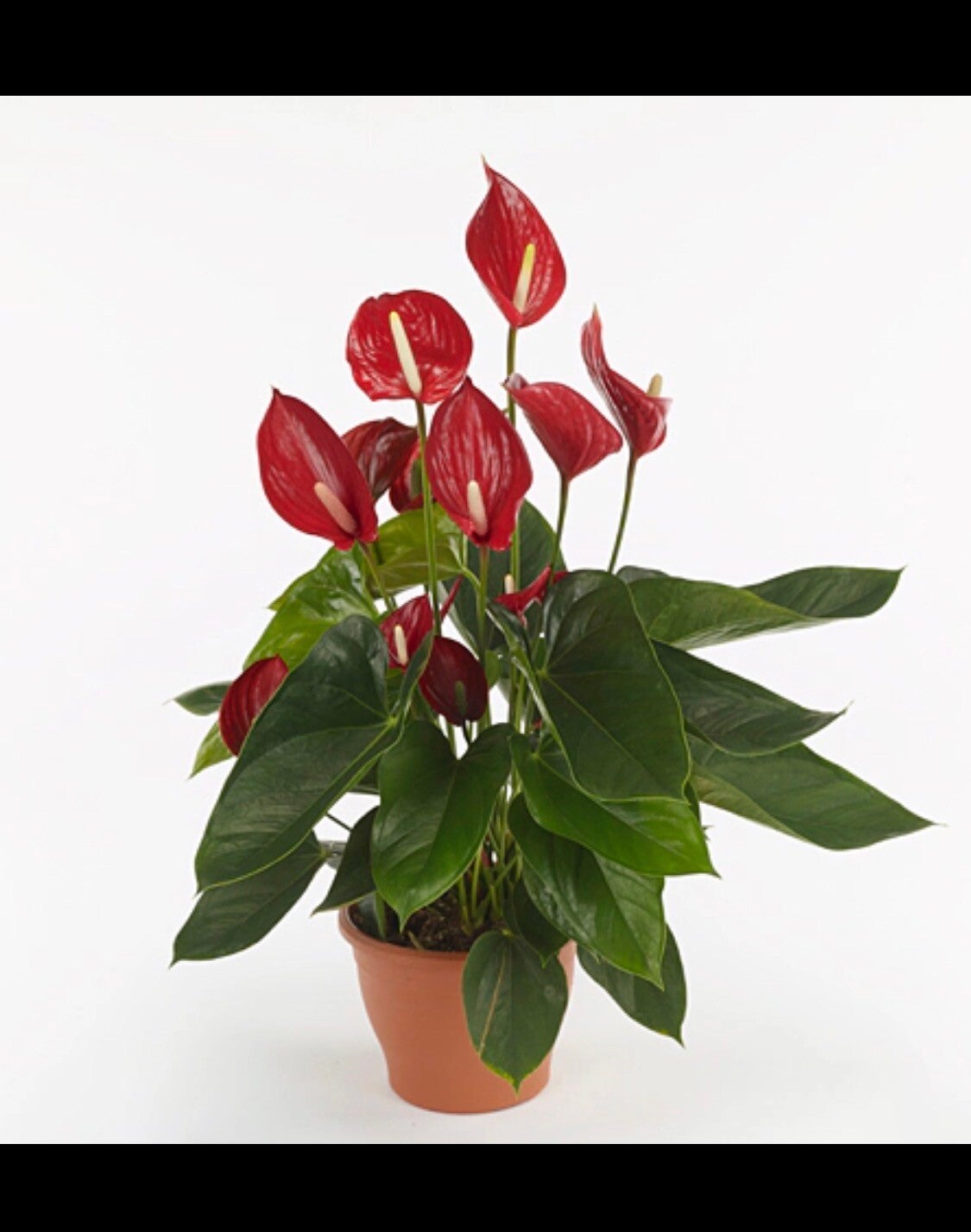 Anthurium Melodia ø21