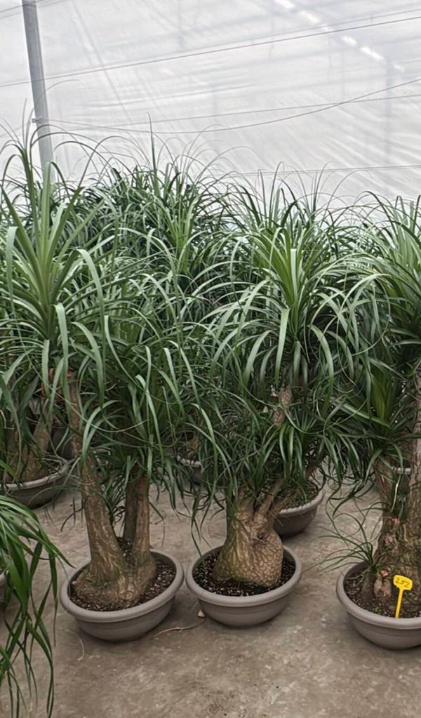Beaucarnea ramificata ø45 h160