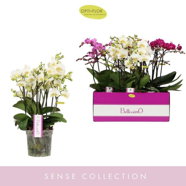 Phalaenopsis Bellissimo mix ø15.  Box x3
