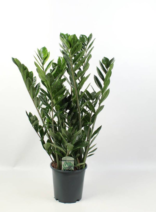 Zamiolculcas Lucky ø21