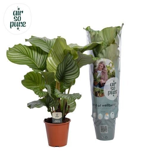 Calathea Orbifolia ø19