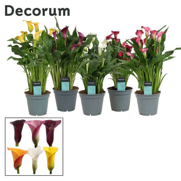 Zantedeschia mix ø17.  Box x6