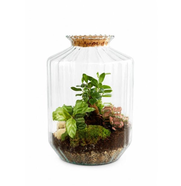 Terrarium Strepe Wardian