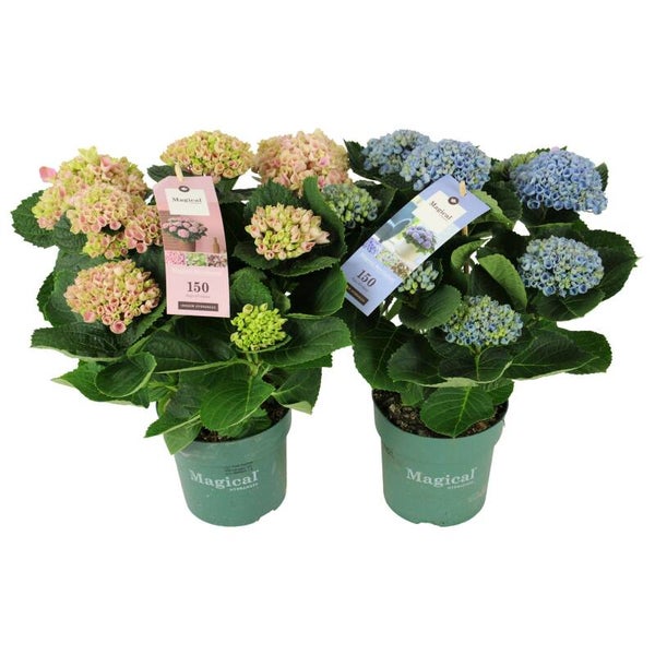 Hydrangea Magical mix ø14. Box x6