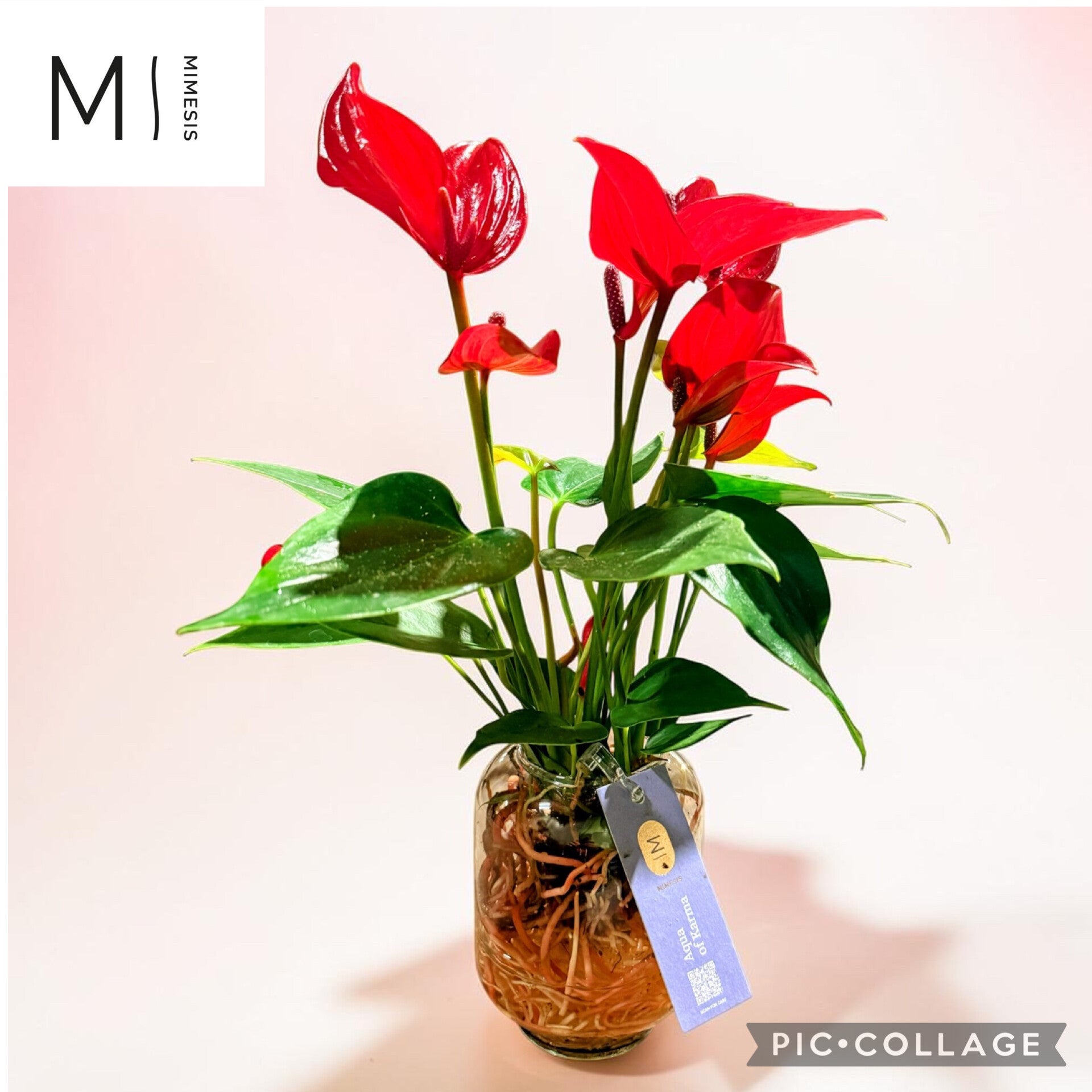 Anthurium Banderola Lava water.  Box x8