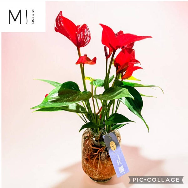 Anthurium Banderola Lava water.  Box x8