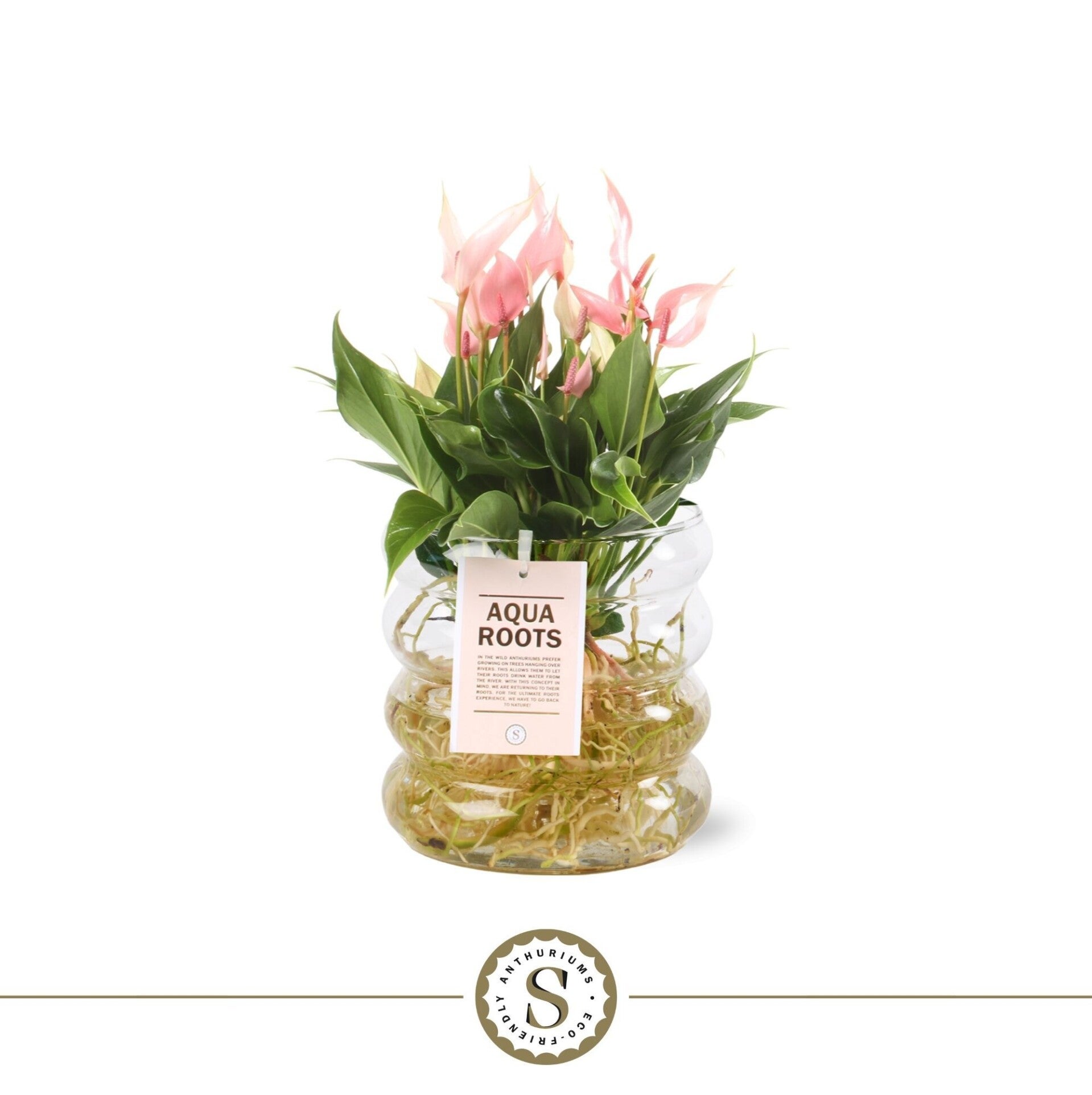 Anthurium Lillì water.  Box x3