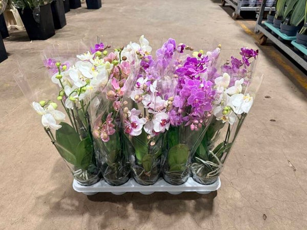 Phalaenopsis multi 3spike h50 ø12.  Box x10